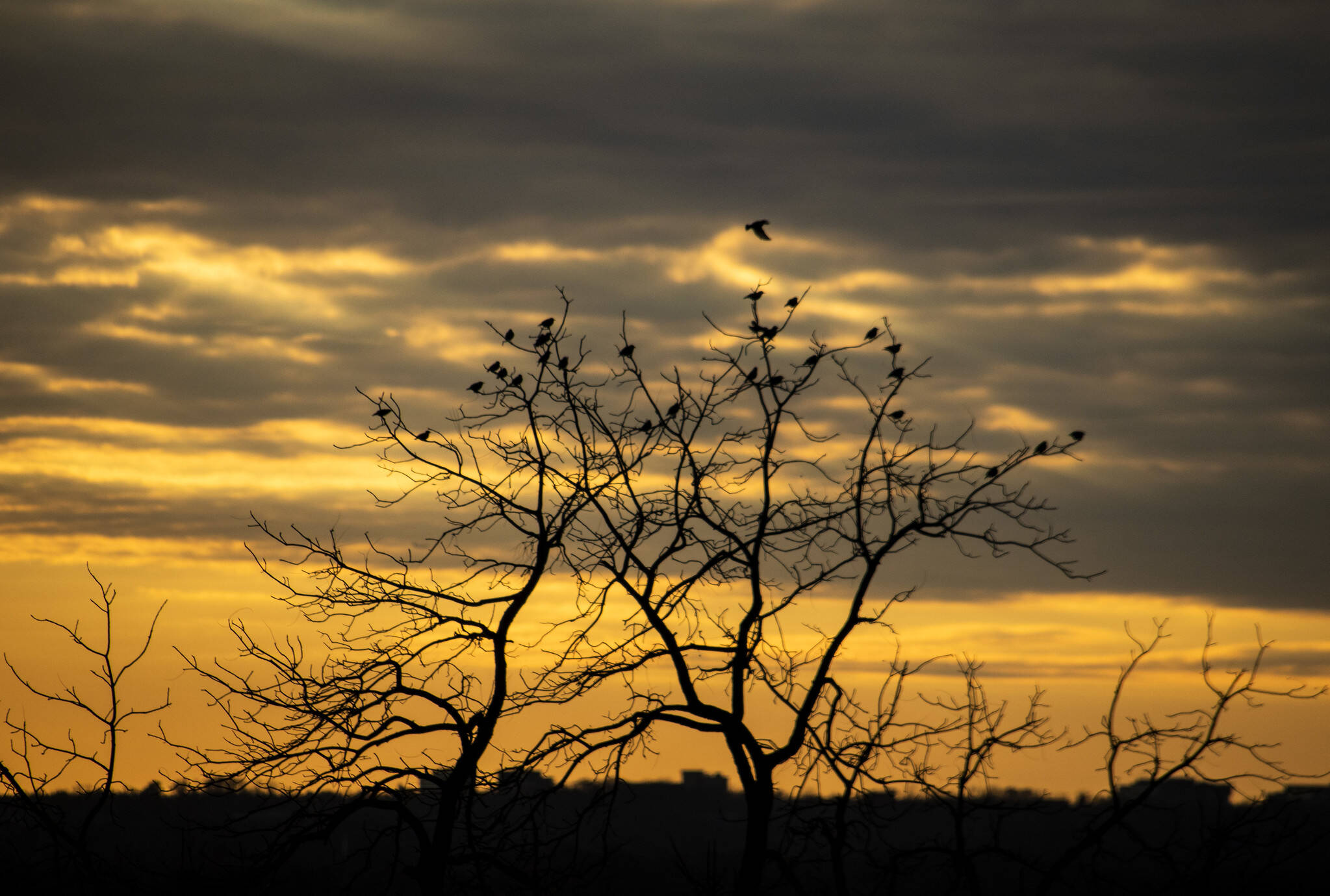 Bird tree during sunset from Fort Reno Park in the District on Dec. 3. (Diane Krauthamer/Flickr)