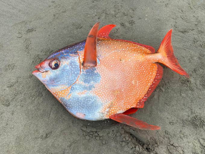 A 3½-foot, 100-pound opah was found along the northern Oregon coast last week. (Seaside Aquarium)