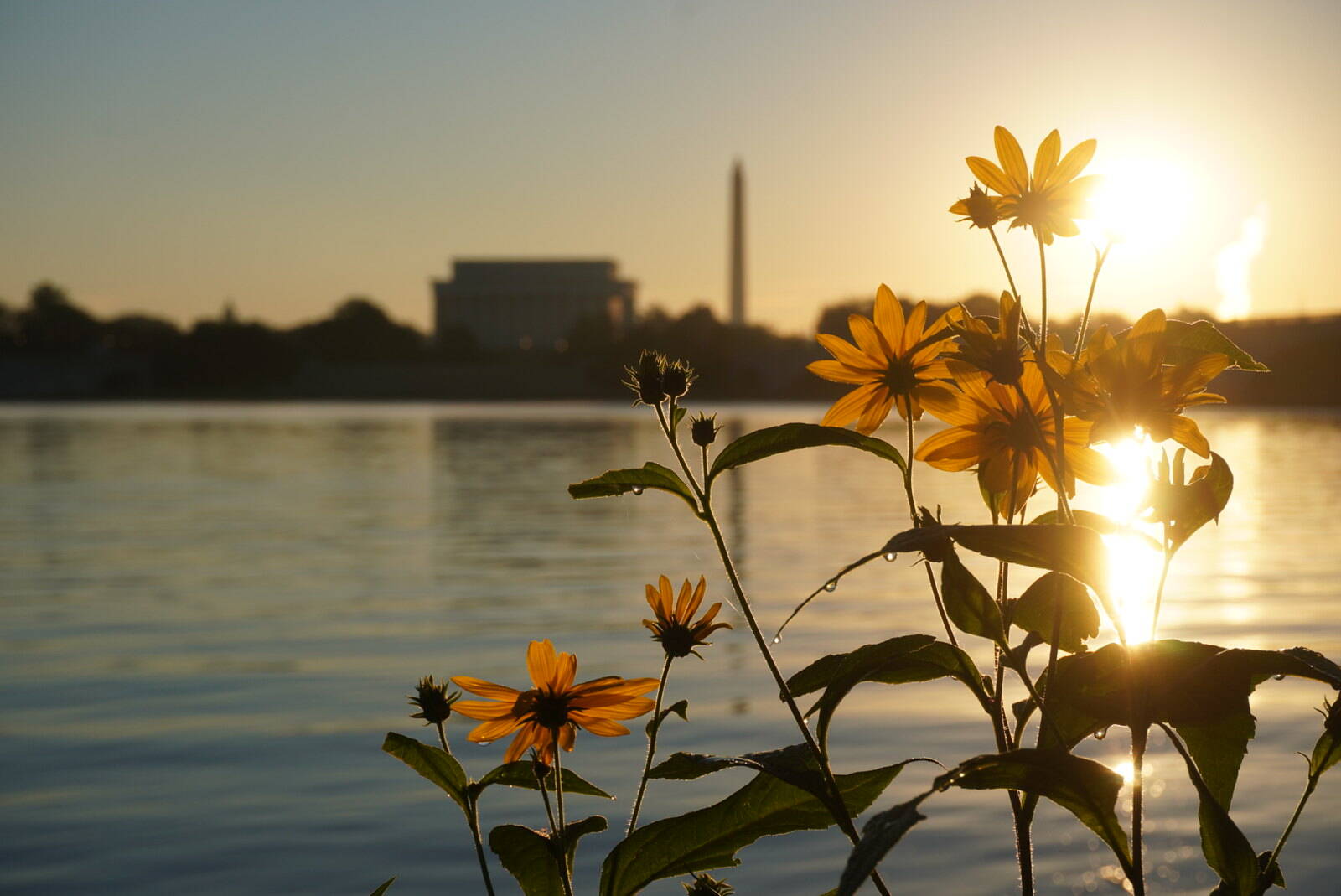 The sky is mostly blue as the sun rises over the Potomac River and D.C. monuments, with blooming wildflowers on the riverbank as viewed from Mount Vernon Trail on Wednesday. (Jeannie in D.C./Flickr)