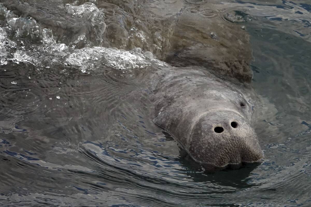 A manatee surfaces in Riviera Beach, Fla., on Jan. 19. (Joe Cavaretta/South Florida Sun-Sentinel/AP)
