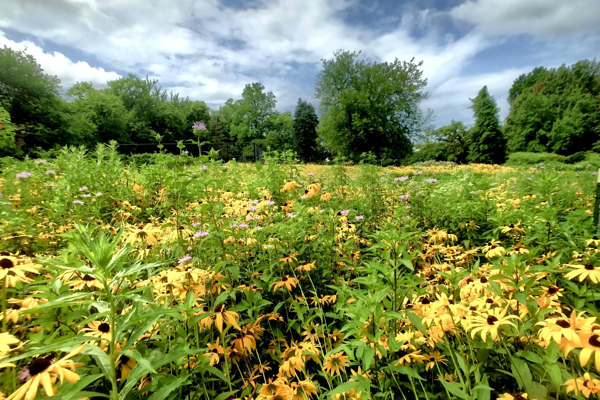 Black-eyed Susans in Washington, D.C. on July 9, 2021. (Jeff Vincent via CWG.news/Photos Flickr)