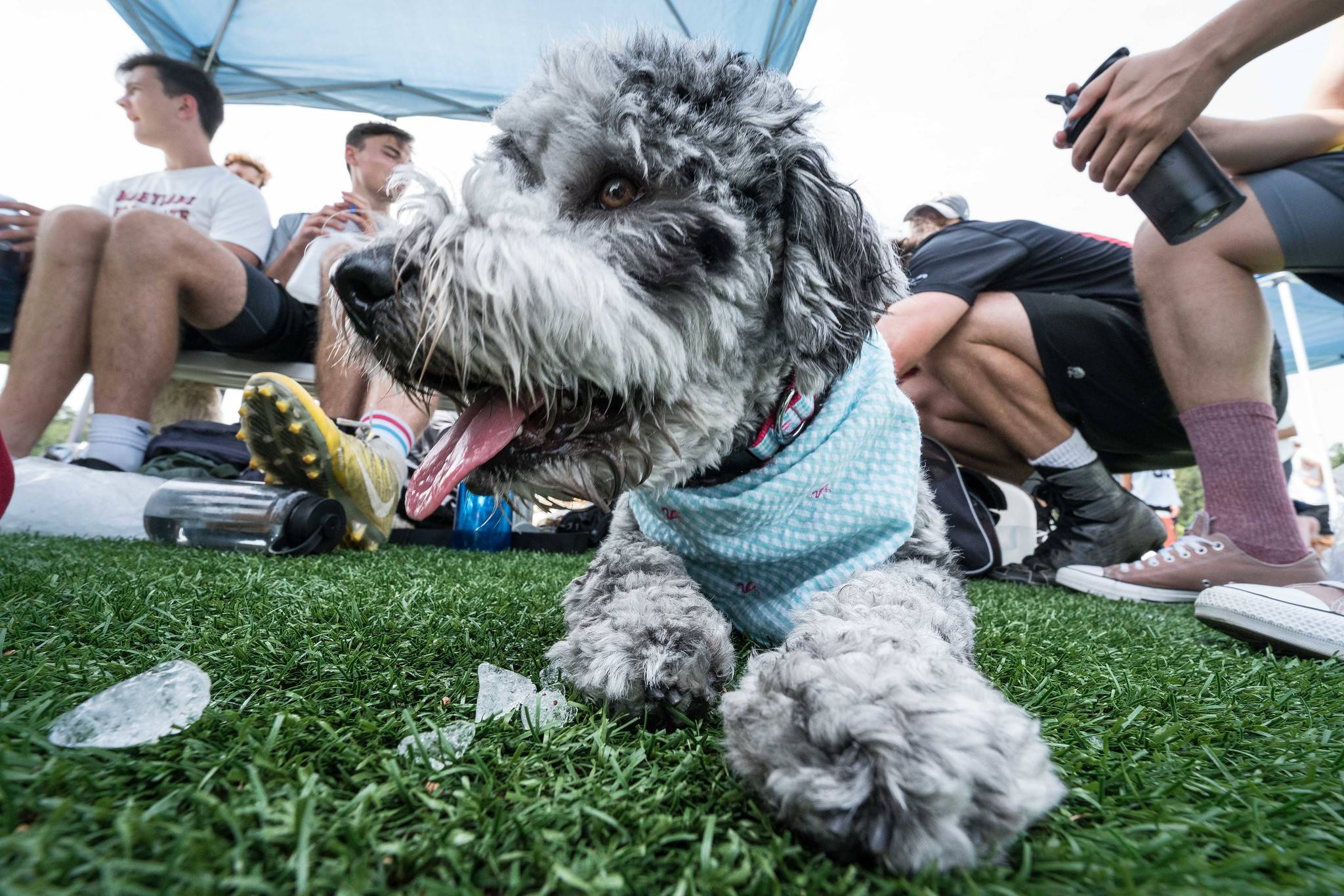 Dog days of summer. (Kevin Wolf/Flickr)