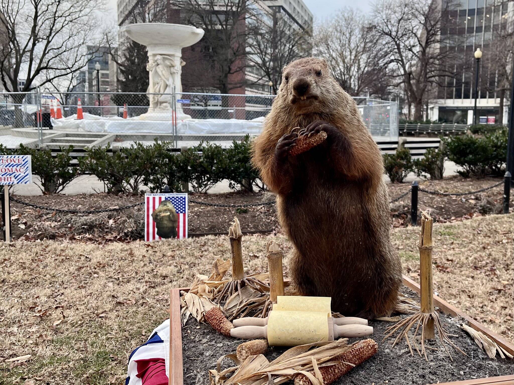 Potomac Phil, the stuffed groundhog, called for six more weeks of winter Wednesday.