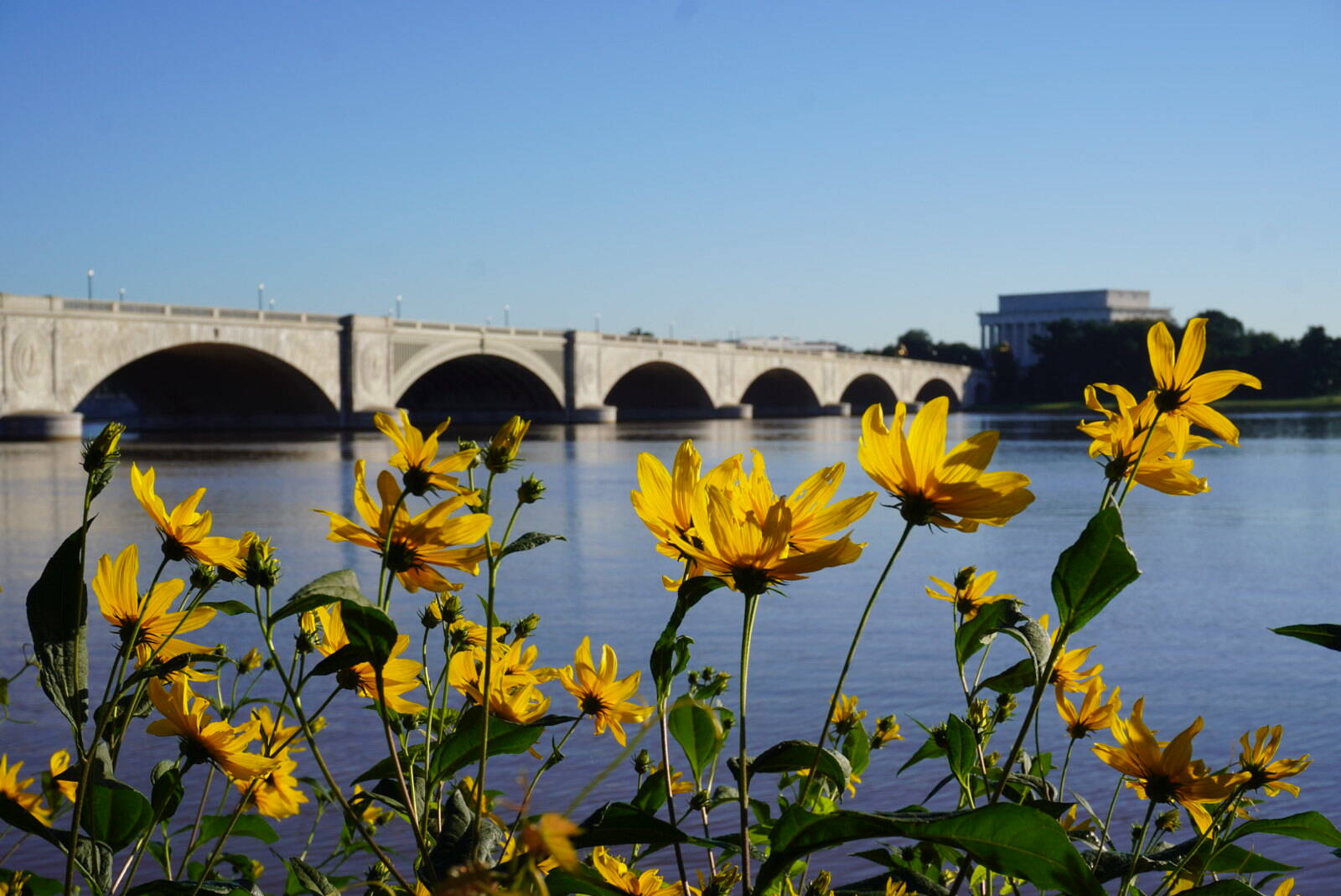 Blue sky Saturday with autumn-blooming wildflowers along the Potomac River near Memorial Bridge (Jeannie In D.C. via CWG.news/Photos Flickr)