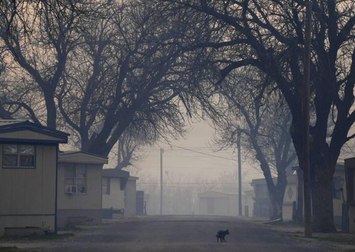 A cat wanders an empty street in Texas on March 17. (Ronald W. Erdrich/Abilene Reporter-News/AP)