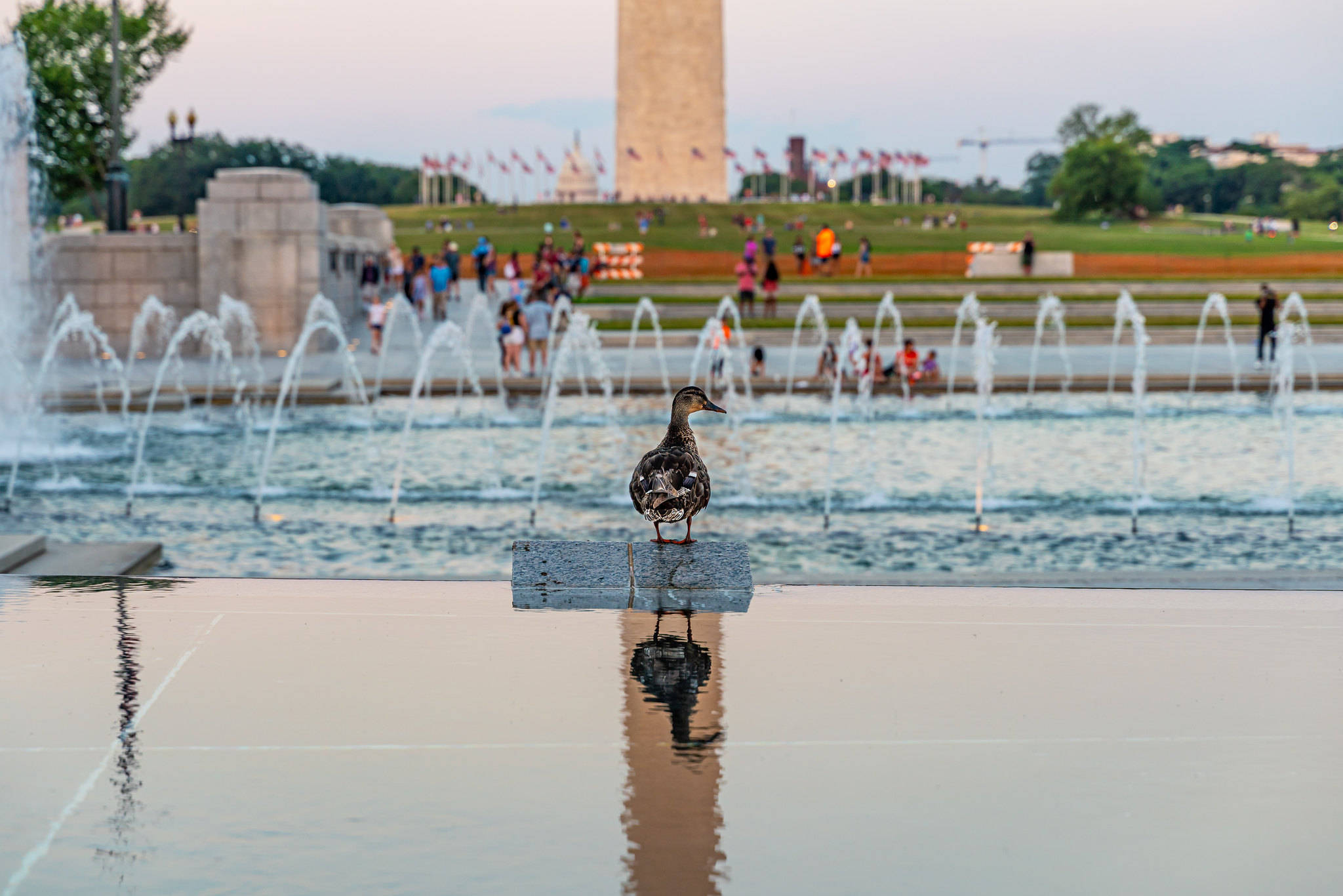 A duck watches over the late-afternoon happenings at the World War II Memorial o Saturday. (Edward Wood/Flickr)