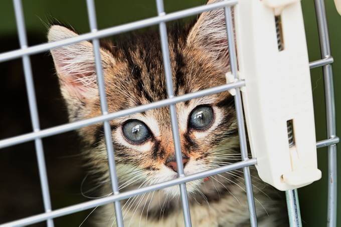 A kitten takes in the commotion at Chantilly Air Jet Center in Manassas, Va., on Wednesday. (Katherine Frey/The Washington Post)