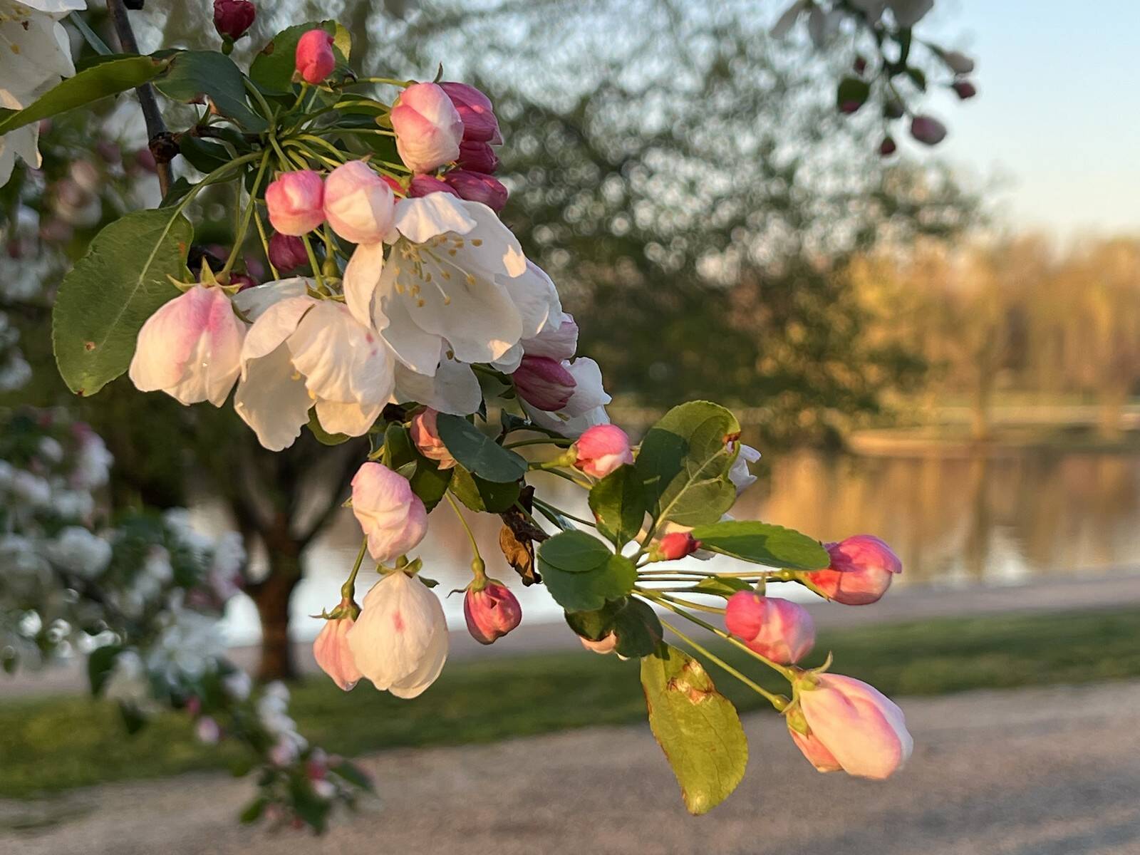 Crabapple tree in bloom in Constitution Gardens. (Jeannie In D.C./Flickr)
