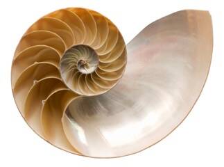 The interior of a nautilus shell. Credit: Flaming Pumpkin/Getty Images