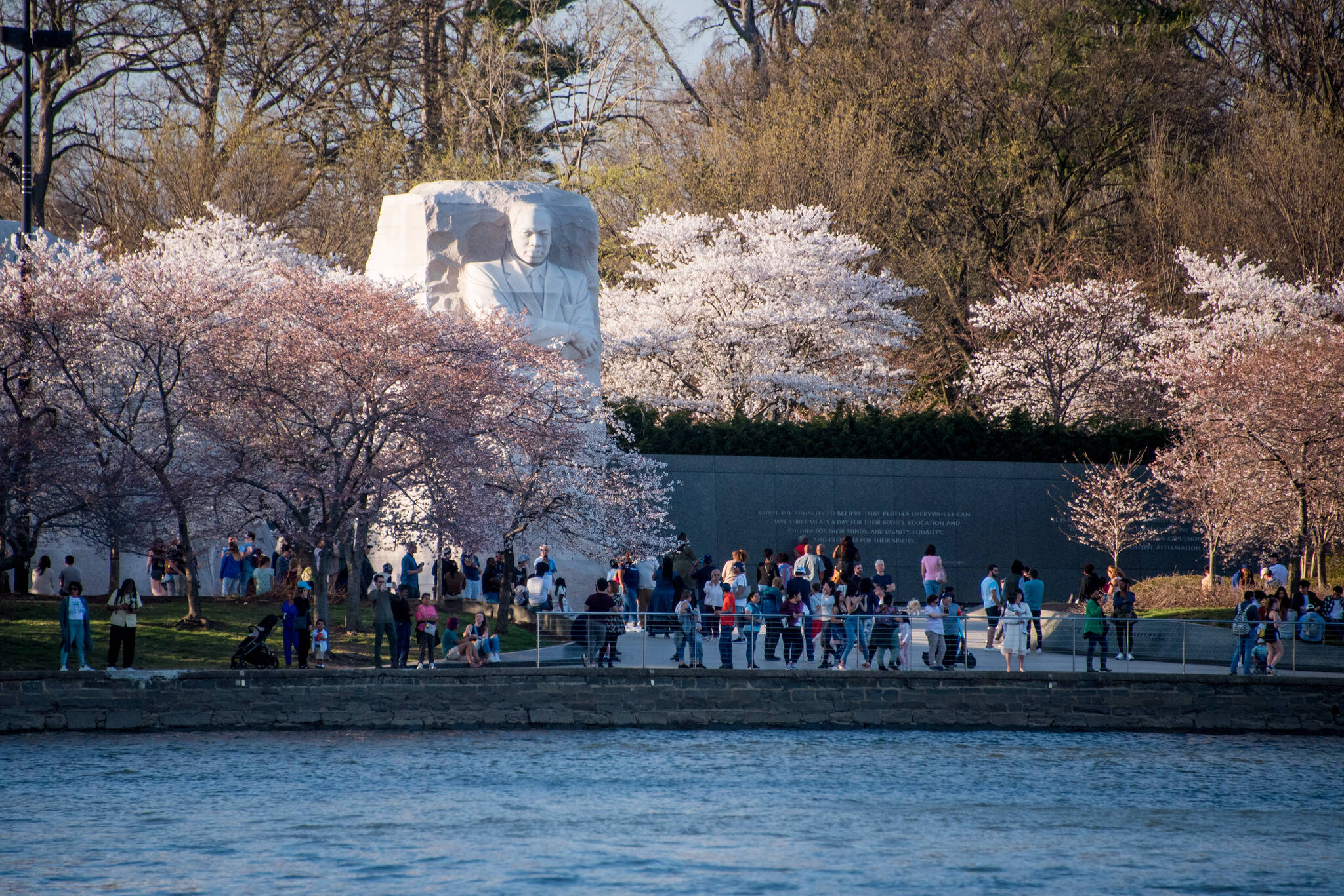 Cherry blossoms blooming at the Tidal Basin on March 19. (angela n./Flickr)