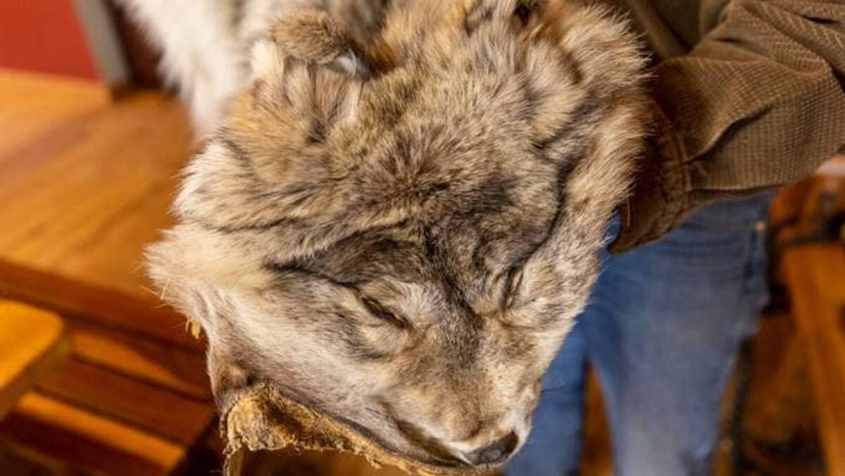 &nbsp;A home near Emigrant, Mont. is decorated with gray wolf pelts. (Louise Johns/The Washington Post)