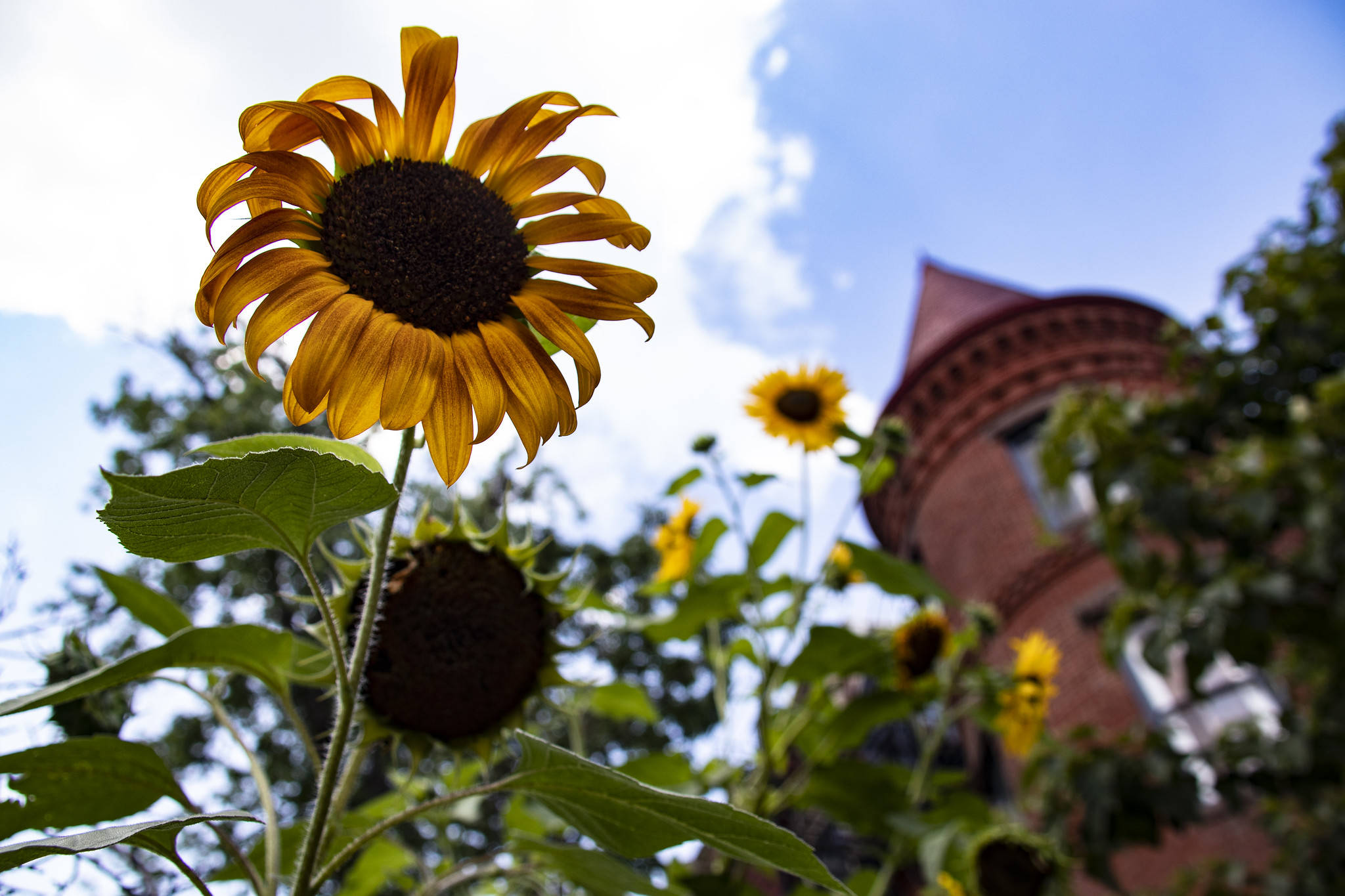 Sunflowers in Dupont Circle on July 11.