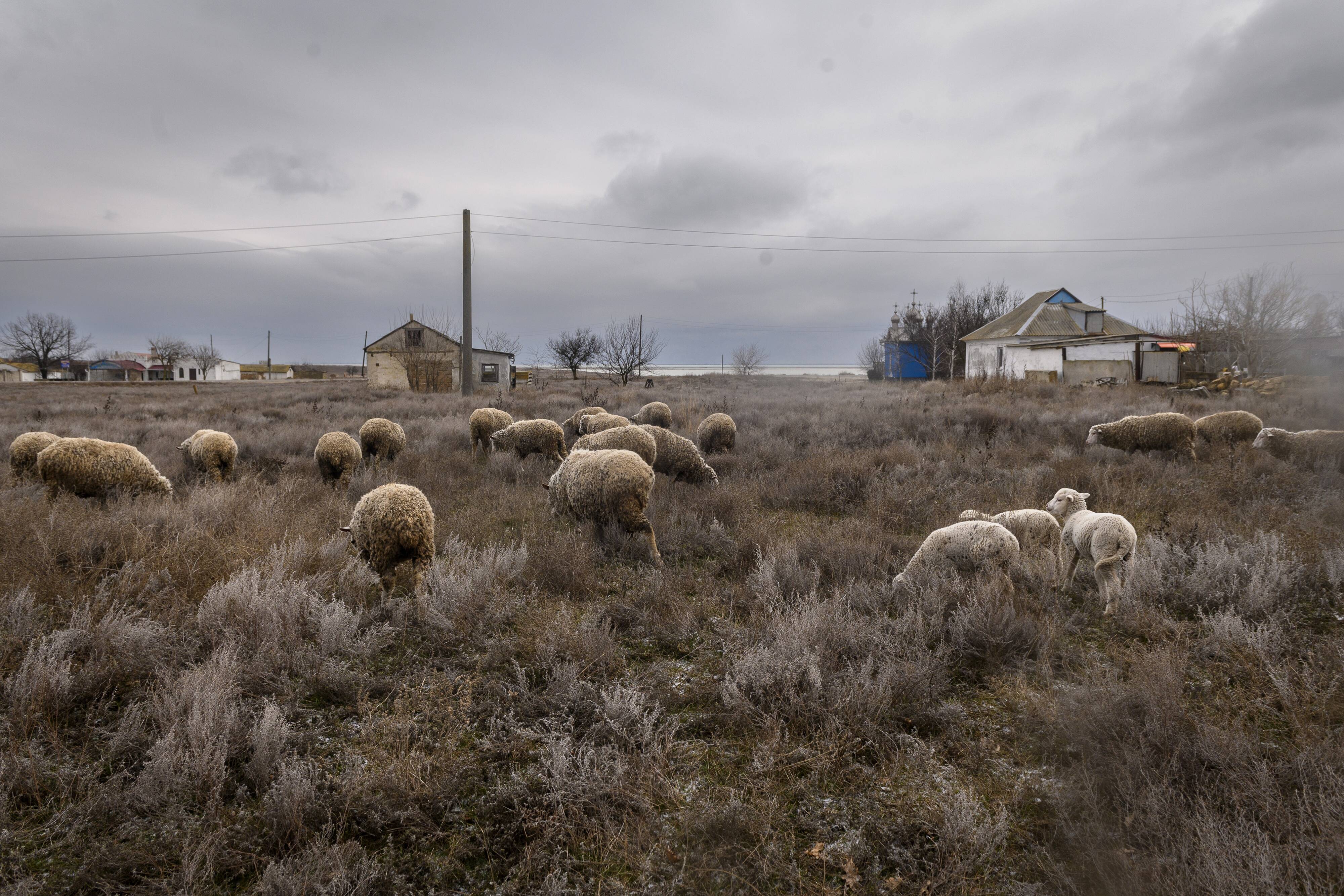 Sheep graze in Kherson Oblast, Ukraine, on Jan. 19. (Cristopher Occhicone/Bloomberg News)