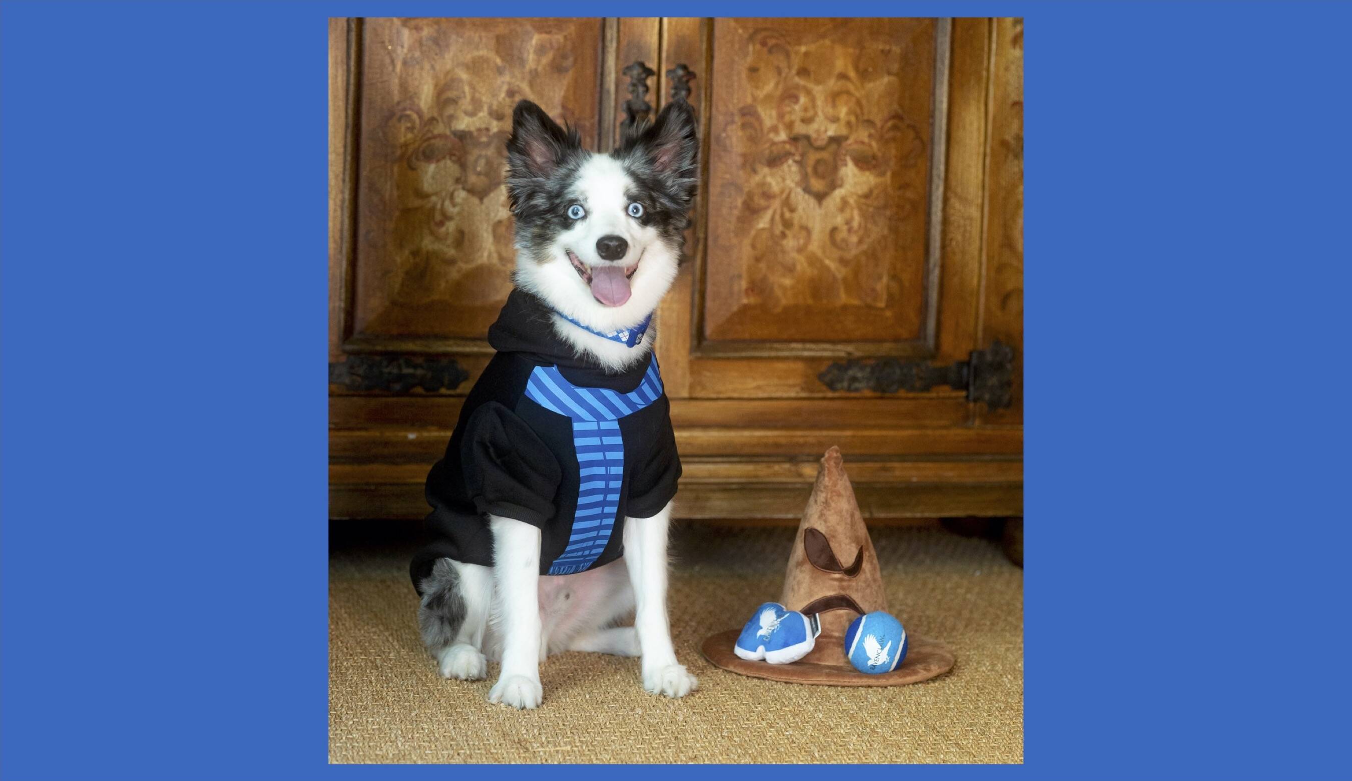 A Fang wannabe shows off the Harry Potter Wizarding World Ravenclaw Pet Hoodie and the Harry Potter Wizarding World Sorting Hat Burrow Dog Toy. (Courtesy of PetSmart)