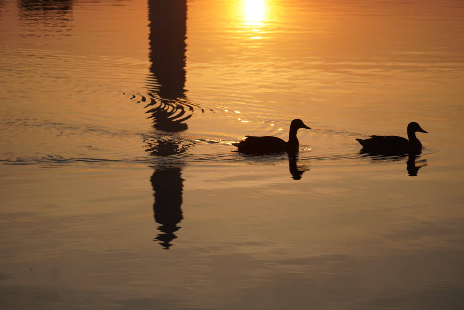 A hot summer sun and the Washington Monument are reflected in the Tidal Basin on June 20. (Jeannie in D.C./Flickr)