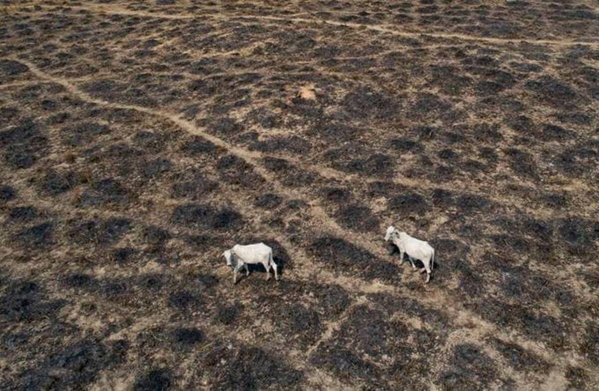 Cattle in a deforested area near Novo Progresso, Brazil. (Andre Penner/AP)