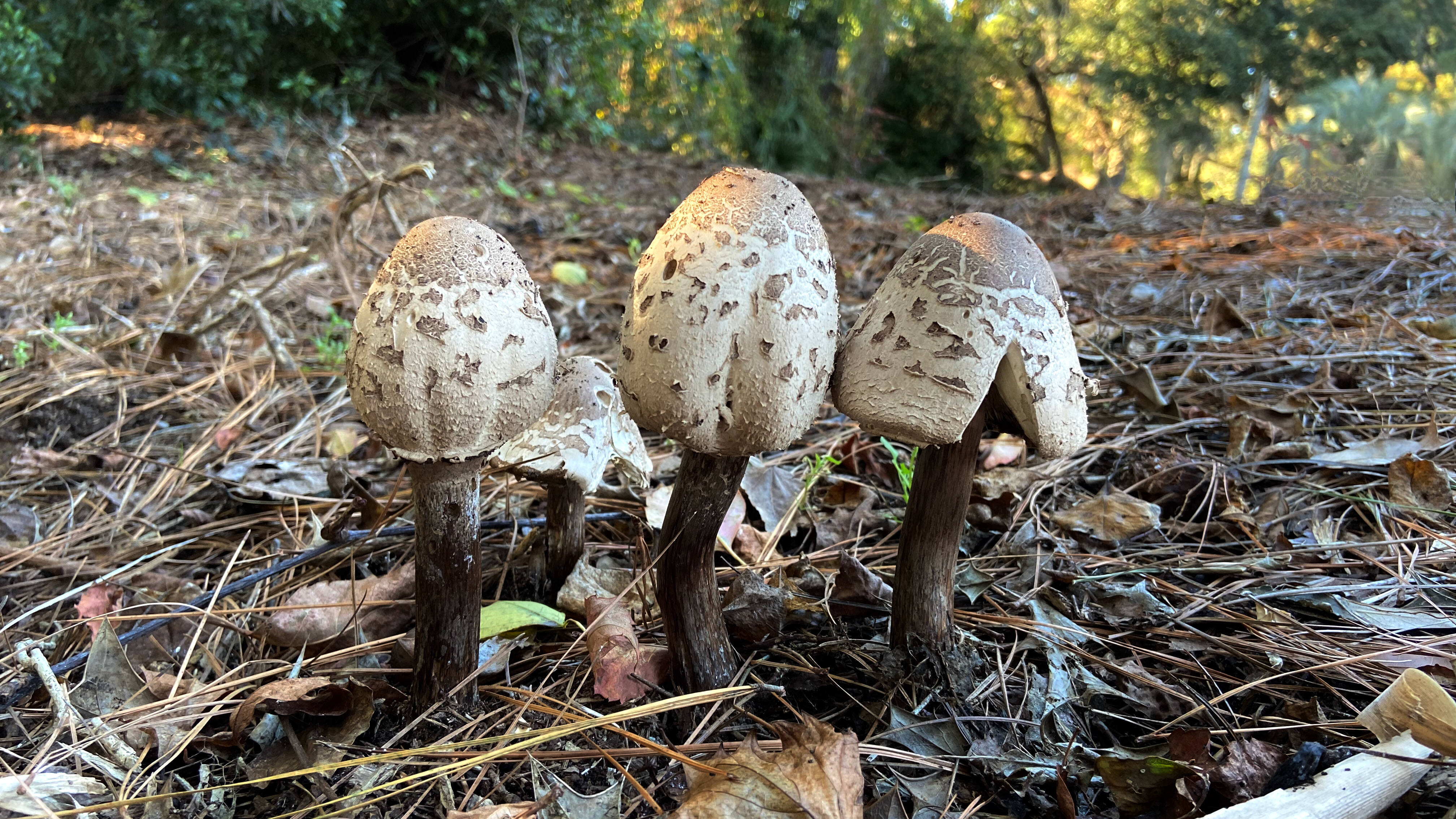 Mushrooms growing on Hilton Head Island, S.C. (Ron Charles/The Washington Post)